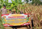 Ketahanan Pangan, Polsek Banjarsari Polres Ciamis Ikut Panen Jagung Bersama Poktan Desa Cibadak