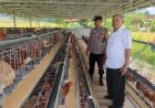 Polsek Cihaurbeuti Kawal Program Ketahanan Pangan, Monitoring Peternakan Ayam BUMDes Mukti Mandiri Disambut Positif Warga