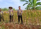 Dukung Hanpangan, Polsek Pamarican Polres Ciamis Ikut Pantau Pertanian Jagung Poktan Tirtayuda 2