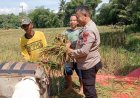 Polsek Sukadana Laksanakan Sambang Kamtibmas Dukung Ketahanan Pangan, Wujud Kehadiran Polri di Tengah Masyarakat