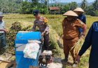 Hanpangan, Polsek Banjarsari Polres Ciamis Ikut Panen Padi Bareng Petani di Desa Banjaranyar