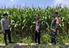 Ketahanan Pangan, Polsek Cikoneng Polres Ciamis Pantau Pertanian Jagung Poktan Sriwaringin 1