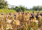 Polsek Ciamis Dampingi Panen Jagung Lahan LBS di Baregbeg, Wujud Peran Polri Dukung Ketahanan Pangan dan Kesejahteraan Petani