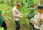 Dukung Hanpangan, Polsek Banjarsari Terus Pantau Pertanian Jagung Poktan Sumber Makmur 1