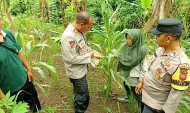 Dukung Hanpangan, Polsek Banjarsari Terus Pantau Pertanian Jagung Poktan Sumber Makmur 1