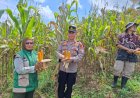Ketahanan Pangan, Polsek Cimaragas Polres Ciamis Ikut Panen Jagung Bersama Poktan Pangangonan